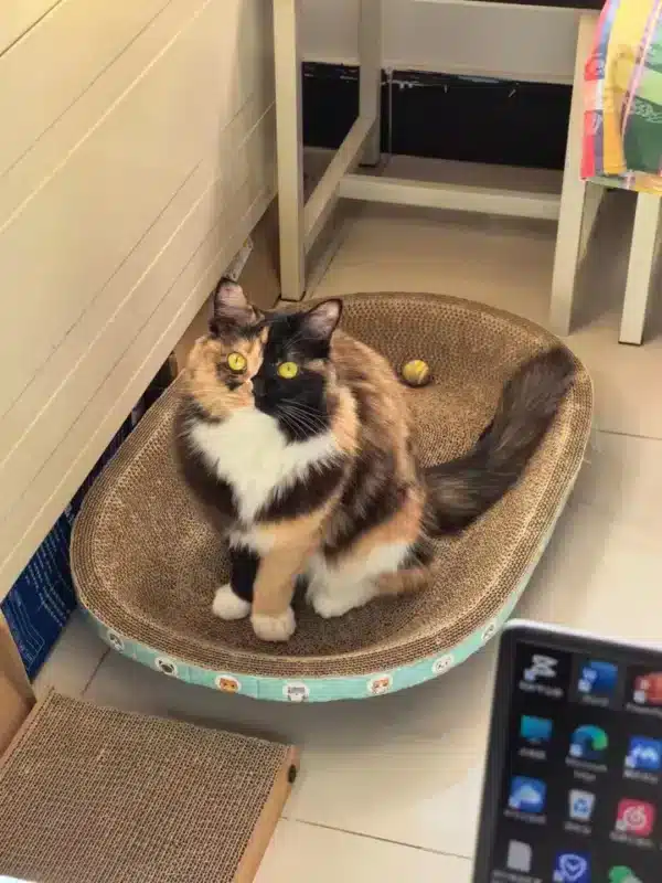 A fluffy calico cat with bright yellow eyes sits comfortably in a round cat scratcher bed positioned on a tiled floor, near some furniture and what seems to be a laptop screen.